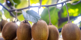 Innovación en Frutihorticultura Argentina: Crecimiento y Nuevas Oportunidades