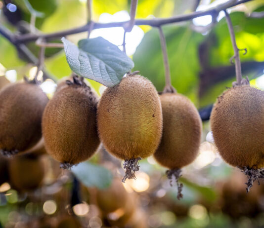 Innovación en Frutihorticultura Argentina: Crecimiento y Nuevas Oportunidades