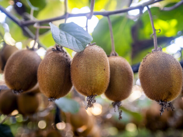 innovacion-fruti-cresc-nuevas-op.jpg