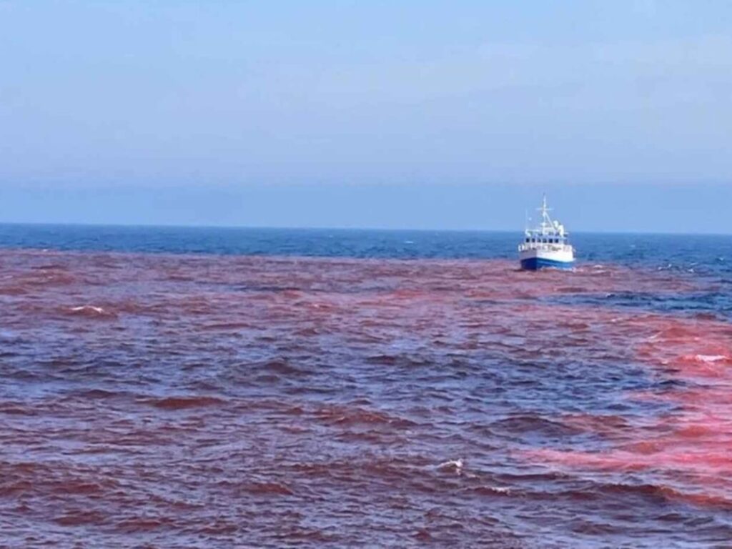 Ensayo Pionero: Impacto del Hidróxido de Sodio en el Golfo de Maine