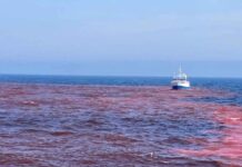 Ensayo Pionero: Impacto del Hidróxido de Sodio en el Golfo de Maine