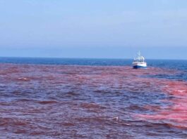 Ensayo Pionero: Impacto del Hidróxido de Sodio en el Golfo de Maine