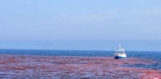 Ensayo Pionero: Impacto del Hidróxido de Sodio en el Golfo de Maine