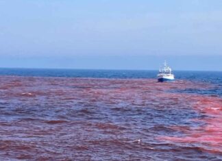 Ensayo Pionero: Impacto del Hidróxido de Sodio en el Golfo de Maine