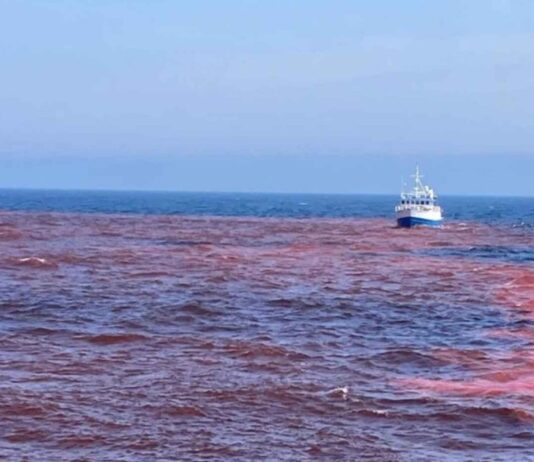 Ensayo Pionero: Impacto del Hidróxido de Sodio en el Golfo de Maine