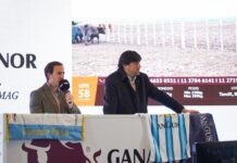 Gran Remate Ganadero en Torre Galicia: Más de 12.000 Cabezas a Subasta
