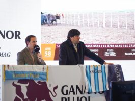 Gran Remate Ganadero en Torre Galicia: Más de 12.000 Cabezas a Subasta