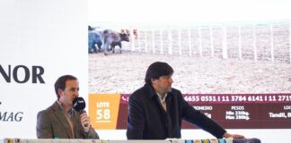 Gran Remate Ganadero en Torre Galicia: Más de 12.000 Cabezas a Subasta