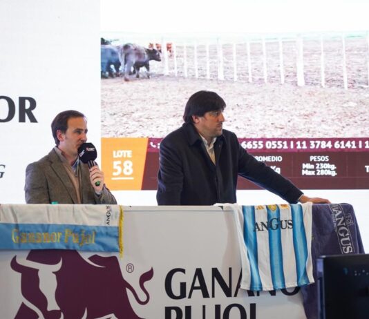 Gran Remate Ganadero en Torre Galicia: Más de 12.000 Cabezas a Subasta