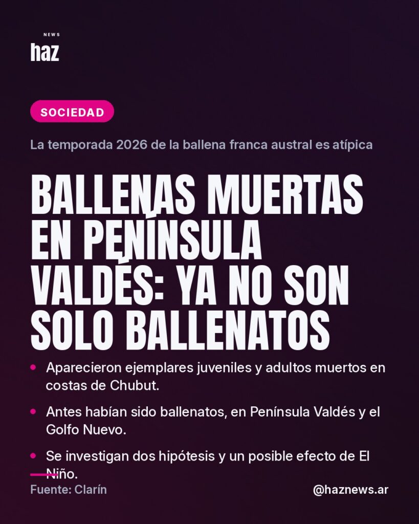 Ballenas muertas en Península Valdés: ya no son solo ballenatos